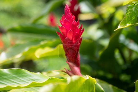 Roter hawaiianischer Ingwer Alpinia purpurata aus Jakarta, Indonesien oder Hawaii. Rote Ingwerpflanzen. Awapuhi oder Hawaiian Red Ginger oder Pink Cone Ginger