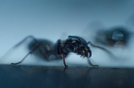Black Garden Ant (Lasius niger) frontal view, Macro photography