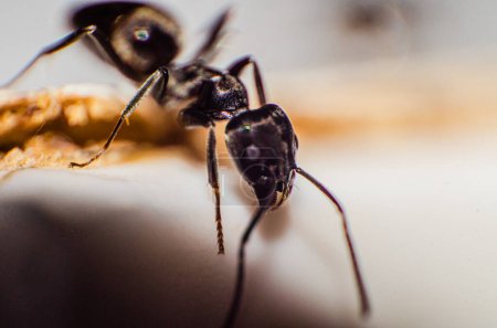 Hormiga del jardín negro (Lasius niger) Macro de cerca en la mesa de lana