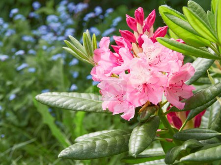 Photo for Rhododendron Haaga buds in garden: beginning of flowering. - Royalty Free Image