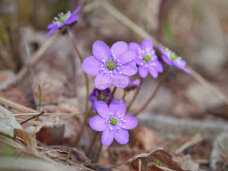 Hepatica Nobilis in bloom: few flowers, clear weather, april, nordic nature, finland.