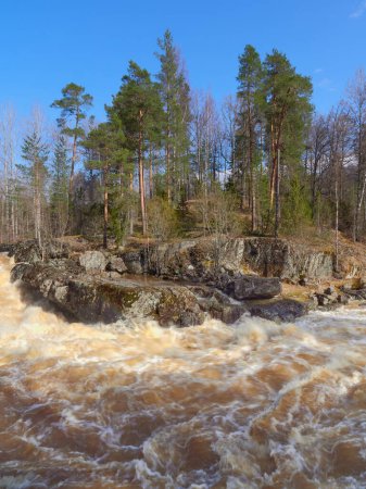 Photo for Area near Lahankoski waterfall in Finnish Pornainen: april, clear weather, river rapids, high a lot of water, nature of nordic countries. - Royalty Free Image