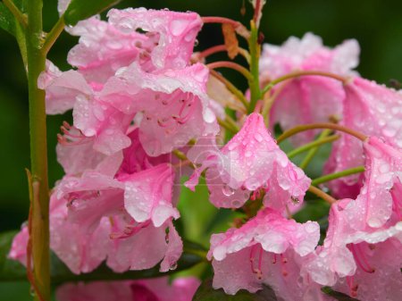 Photo for Rhododendron after rain in garden: after watering, gardening. - Royalty Free Image