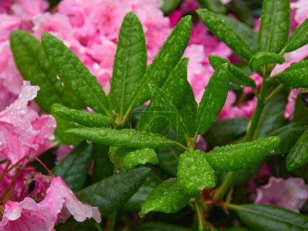 Photo for Rhododendron after rain in garden: after watering, gardening. - Royalty Free Image