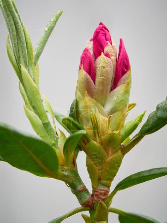 Photo for Close-up of unopened Haaga rhododendron bud. - Royalty Free Image
