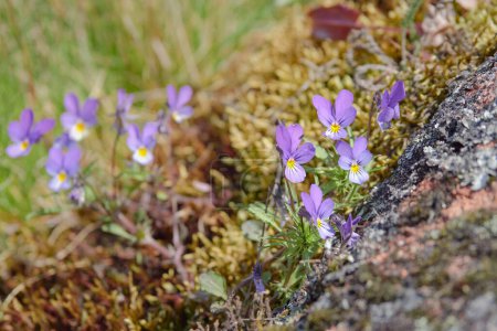 Nature of Northern Europe: violets on granite stone in Finland.
