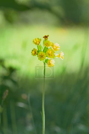 Frühlingsprimel Primula veris auf den Aland-Inseln, Nahaufnahme, Nördliche Natur im Sommer.