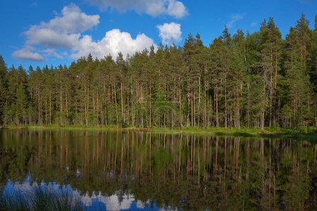 Nature of Northern Europe: forest lake and swamp in Finland, in June, lake Jousjarvi in the Sipoonkorpi national park.