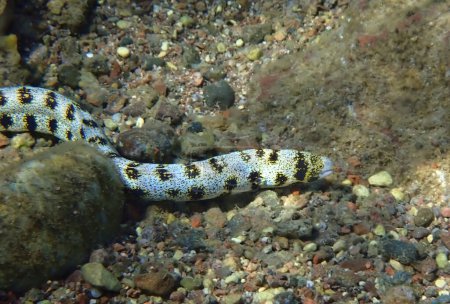 Foto de Moray anguila pez Copo de nieve Moray, nombre científico es Echidna nebulosa, habita en los arrecifes de coral y es depredador nocturno, Mar Rojo, Sinaí, Oriente Medio - Imagen libre de derechos
