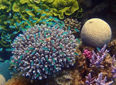 Téléchargez les photos : Zone naturelle corallienne avec banc de poissons-demoiselles parmi les coraux, photo dépeint la biodiversité dans les écosystèmes marins tropicaux qui est toujours pas touché par les activités humaines dans la mer Rouge, Sinaï, Moyen-Orient - en image libre de droit