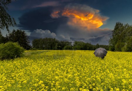 Photo for Lonely umbrella among blooming or blossoming field of rapeseed, above forest and horizon are seen dark cumulus and menacing storm clouds - Royalty Free Image