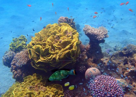 Nature étonnante des récifs coralliens montrant une grande biodiversité des écosystèmes marins tropicaux qui n'est toujours pas touchée par les activités humaines dans la mer Rouge, le Sinaï, le Moyen-Orient