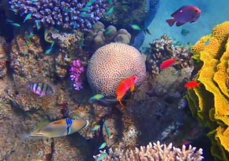 Increíble naturaleza de arrecifes de coral que muestran una gran biodiversidad de ecosistemas marinos tropicales que aún no ha sido tocada por las actividades humanas en el Mar Rojo, Sinaí, Oriente Medio