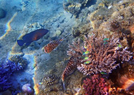 Escena de biodiversidad en la naturaleza, arrecifes de coral del Mar Rojo, Sinaí, Oriente Medio