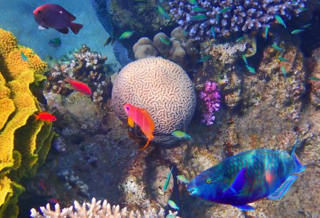 Scène matinale de la vie étonnante de poissons exotiques habitant les récifs coralliens de la mer Rouge, Sinaï, Moyen-Orient