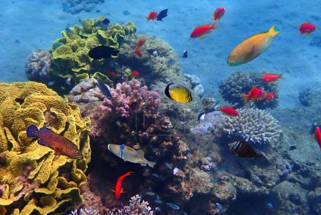 Tropische Fischartenvielfalt über Korallenriffen. Bunte tropische Fische schwimmen über Korallenriff mit blauem Meereshintergrund
