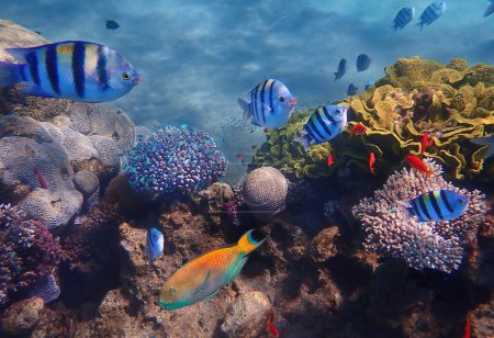 Photo for Tropical fish biodiversity in coral reef. School oj Sergeant major fish and other species of colorful tropical fish swimming among coral reefs looking for food, blue sea background - Royalty Free Image