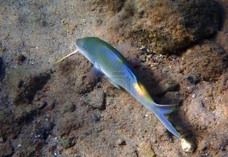 Nahaufnahme von Gelbsattelziegenfischen, wissenschaftlicher Name ist Parupeneus cyclostomus, relativ selten in tropischen Gewässern des Roten Meeres, Naher Osten