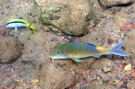 Nahaufnahme von Gelbsattelziegenfischen, wissenschaftlicher Name ist Parupeneus cyclostomus, relativ selten in tropischen Gewässern des Roten Meeres, Naher Osten