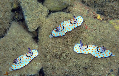Vivid color patterns in beautiful marine shield slug or snail that belongs to Nudibranchia mollusks inhabiting coastal areas of the Red Sea, Sinai, Aqaba