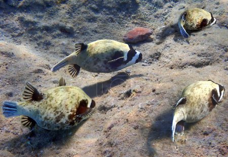 Téléchargez les photos : Poisson-globe masqué, nom scientifique est Arothron diadematus, appartient à la famille des Tetraodontidae, il habite les récifs coralliens de la mer Rouge, Moyen-Orient - en image libre de droit