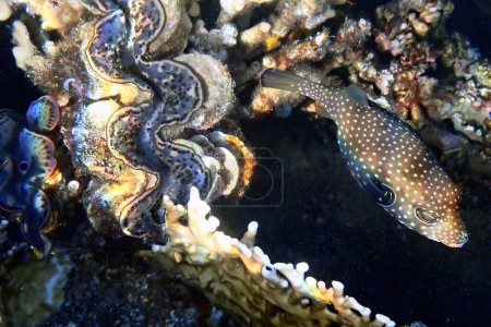 Borstiger Kugelfisch, wissenschaftlicher Name: Arothron hispidus, gehört zur Familie der Tetraodontidae, bewohnt Korallenriffe des Roten Meeres, wenn gefährlich kann sich sein Körper aufblähen