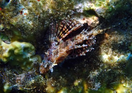 Photo for Close up of juvenile small Lion fish, its scientific name is Pterois miles, belongs to the family Scorpaenidae. The fish has fins as spines which are extremely venomous - Royalty Free Image