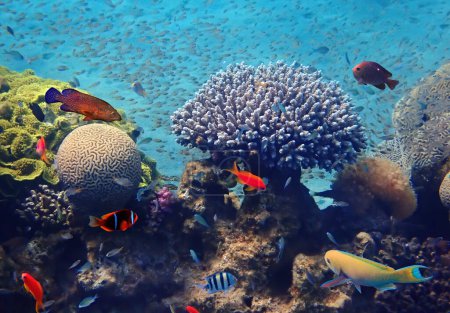 Biodiversidad de peces exóticos y corales que habitan el ecosistema de arrecifes de coral en el Mar Rojo cerca de Eilat famoso complejo turístico y ciudad de recreo en Israel