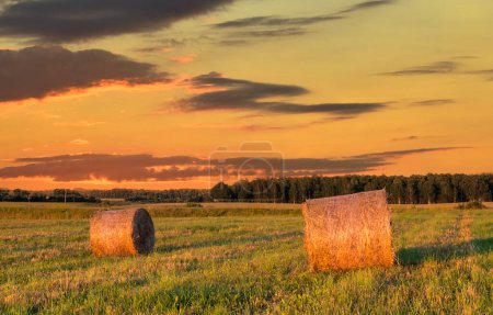 Countryside agriculture landscape at sunset with harvested cereals and haystacks on the field