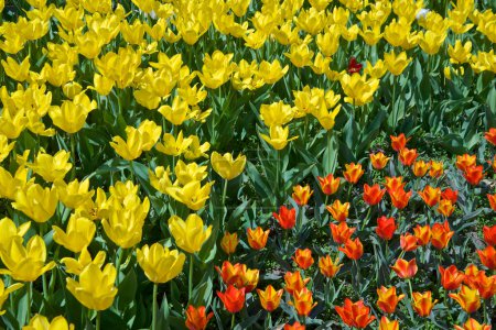 Photo for Red and yellow tulip in the public park, Toronto Botanical Garden - Royalty Free Image