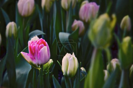 Foto de Primer plano de las flores de tulipán rosa - Imagen libre de derechos