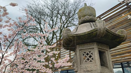 Cherry blossom in a beautiful landscape garden with a stone Japanese lantern