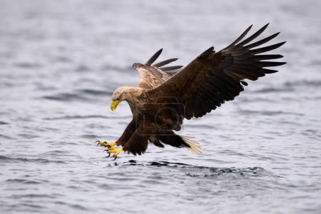 Téléchargez les photos : White-tailed sea eagle in flight,  scientific name: Haliaeetus albicilla,  is a very large eagle, it is a member of the family Accipitridae and  is also called white-tailed sea-eagle, ern, erne, gray sea eagle and eurasian sea eagle. - en image libre de droit