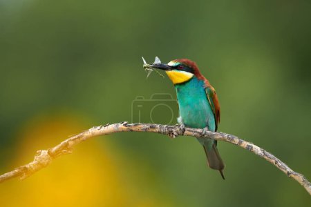 Photo for European bee-eater, Merops apiaster, with a dragonfly in its beak - Royalty Free Image