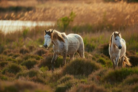 Foto de Dos jóvenes caballos de Camargue pastan libremente - Imagen libre de derechos