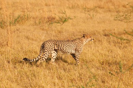 Téléchargez les photos : Beau guépard, (Acinonix jubatus) marchant dans la savane africaine. - en image libre de droit