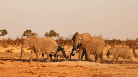 Foto de En la sabana africana una manada de elefantes (Loxodonta africana) camina para ir a beber en un gran abrevadero. - Imagen libre de derechos