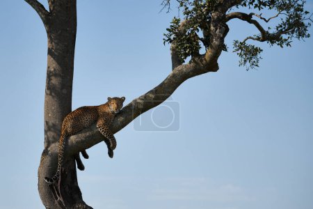 Foto de Leopardo joven (Panthera pardus) en un árbol en un parque africano. - Imagen libre de derechos