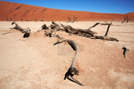 Téléchargez les photos : Beau paysage dans le désert namibien à Deadvlei - en image libre de droit