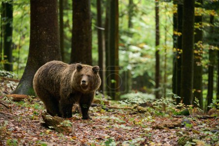 Téléchargez les photos : L'ours brun cherche de la nourriture dans une forêt européenne. Image prise en automne. - en image libre de droit