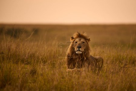 Téléchargez les photos : Beau lion mâle couché dans l'herbe, illuminé par la merveilleuse lumière africaine. - en image libre de droit