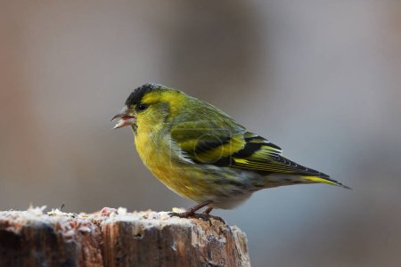 A little bird looking for food. A male of the little  Eurasian siskin (Spinus spinus)