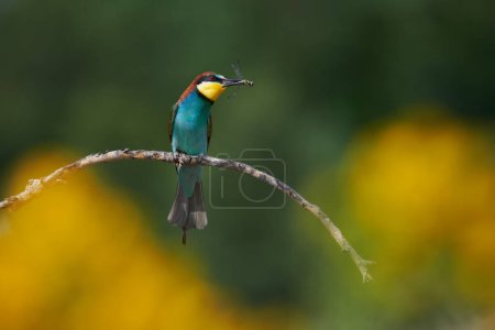 Beautiful European bee eater with prey in its beak while waiting for the female to offer her the insect as a gift.