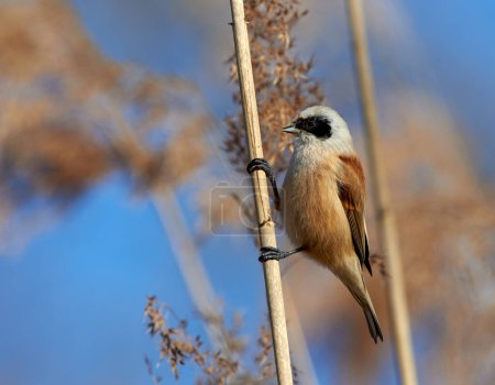 The passirine bird Eurasian Penduline tit (Ramirez pendulinus), in a reed.