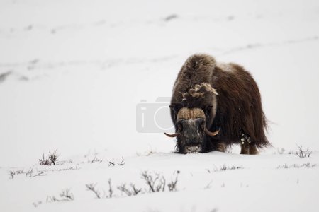A captivating image capturing the essence of the Arctic wilderness as a muskox strides confidently through a fierce snowstorm. Its sturdy form and unwavering determination symbolize resilience in the face of nature's might.