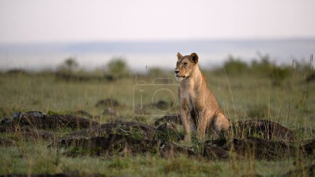 Téléchargez les photos : Une lionne repose régalement au milieu de l'herbe et des rochers de la savane, exsudant grâce et puissance. Cette image captivante incarne la beauté indomptée de la nature sauvage africaine. - en image libre de droit