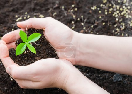 Photo for Hand holding a growing small tree. Sustainability concept. - Royalty Free Image