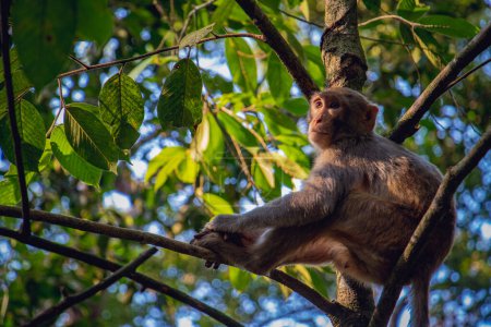 Téléchargez les photos : Paysage d'un singe est assis sur une branche d'un arbre seul. Et son corps brille au soleil. - en image libre de droit