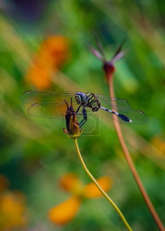 Foto de Retrato de libélula verde (Erythemis simplicicollis) sobre una flor seca en un día lluvioso. - Imagen libre de derechos
