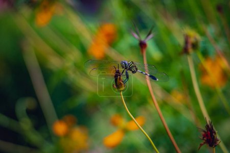 Téléchargez les photos : Paysage de la belle libellule verte (Erythemis simplicicollis) sur une fleur sèche dans un jour de pluie. - en image libre de droit